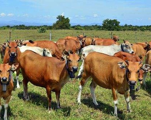 sapi