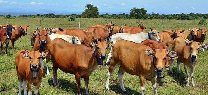 sapi