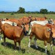 sapi